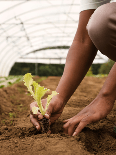 Farming and Farm Produce